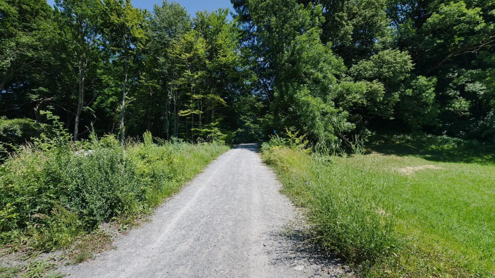 Waldweg unter blauem Himmel an einem Sommertag