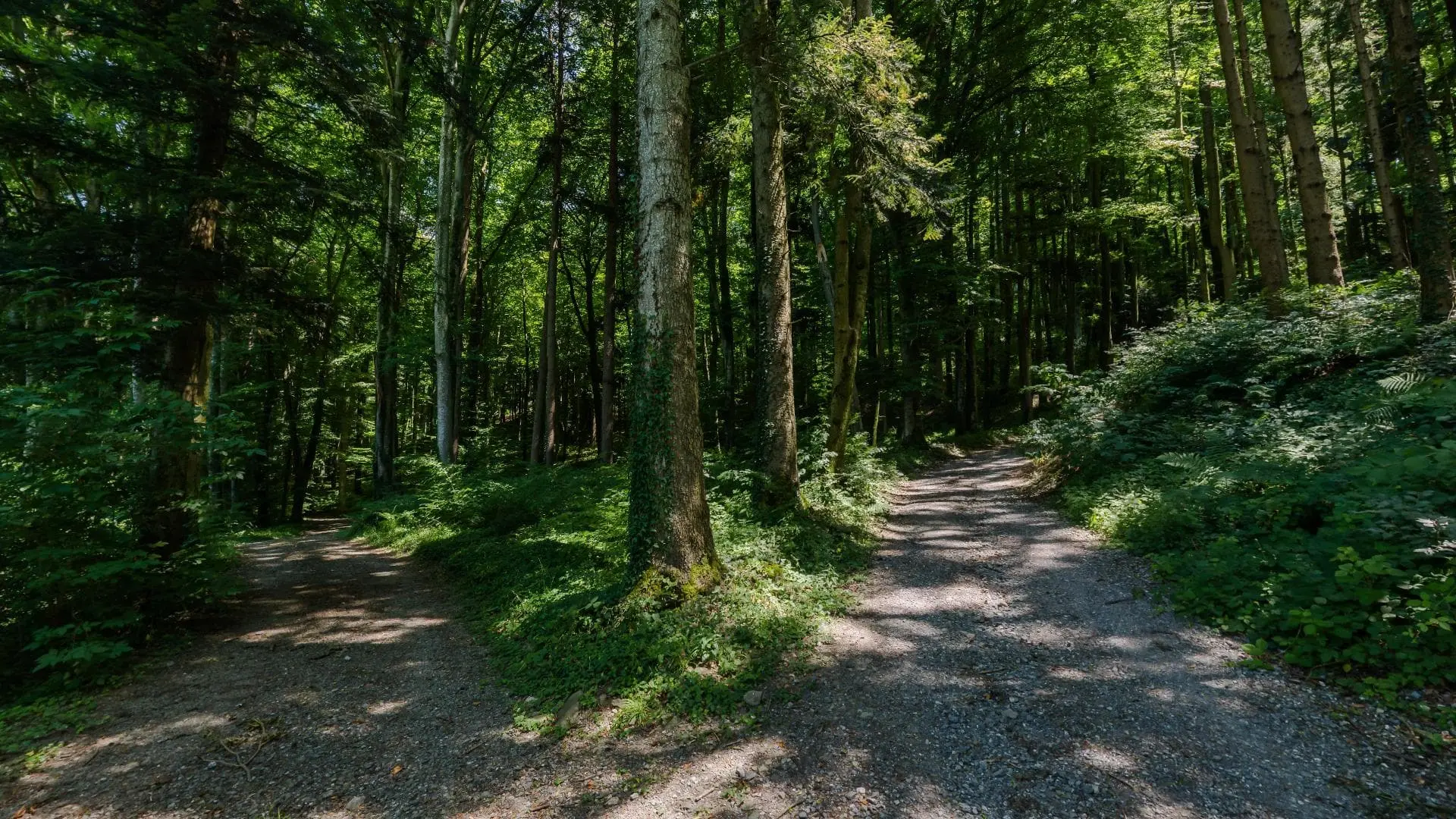 Zwei Wege im sonnigen Wald