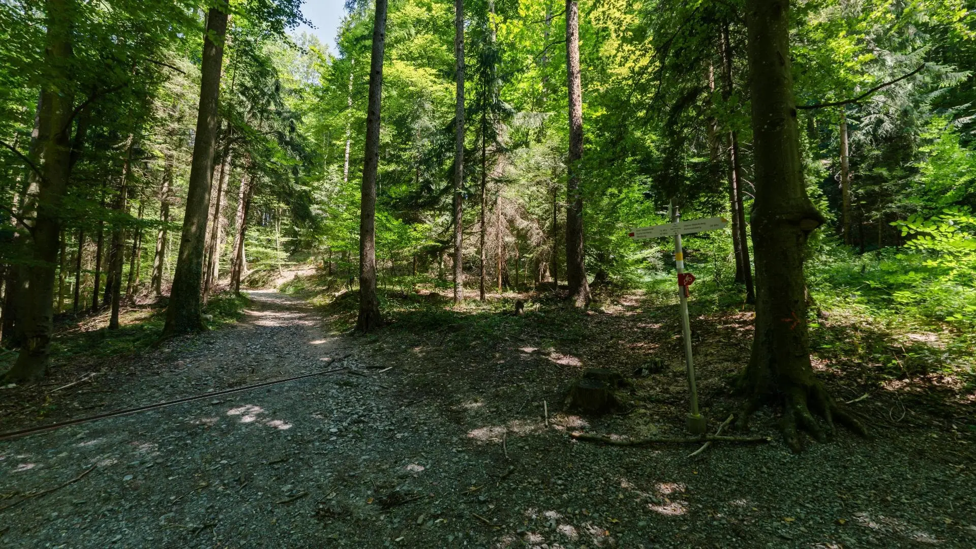 Waldweg mit Wegweiser und Bäumen im Sommer