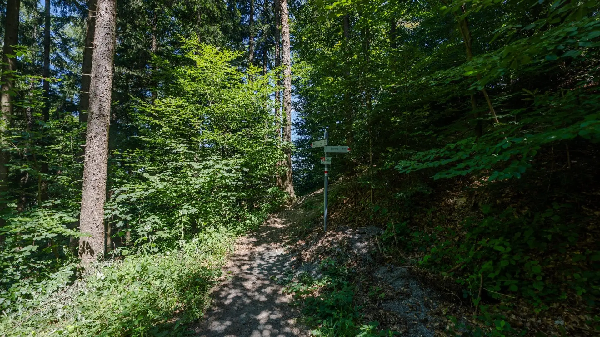 Waldweg mit Wegweiser im Grünen