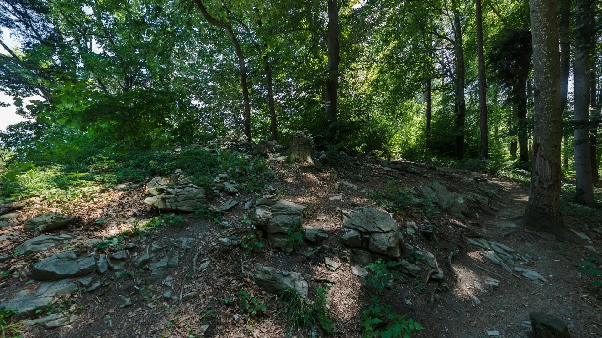 Waldweg mit Steinen und Bäumen im Schatten
