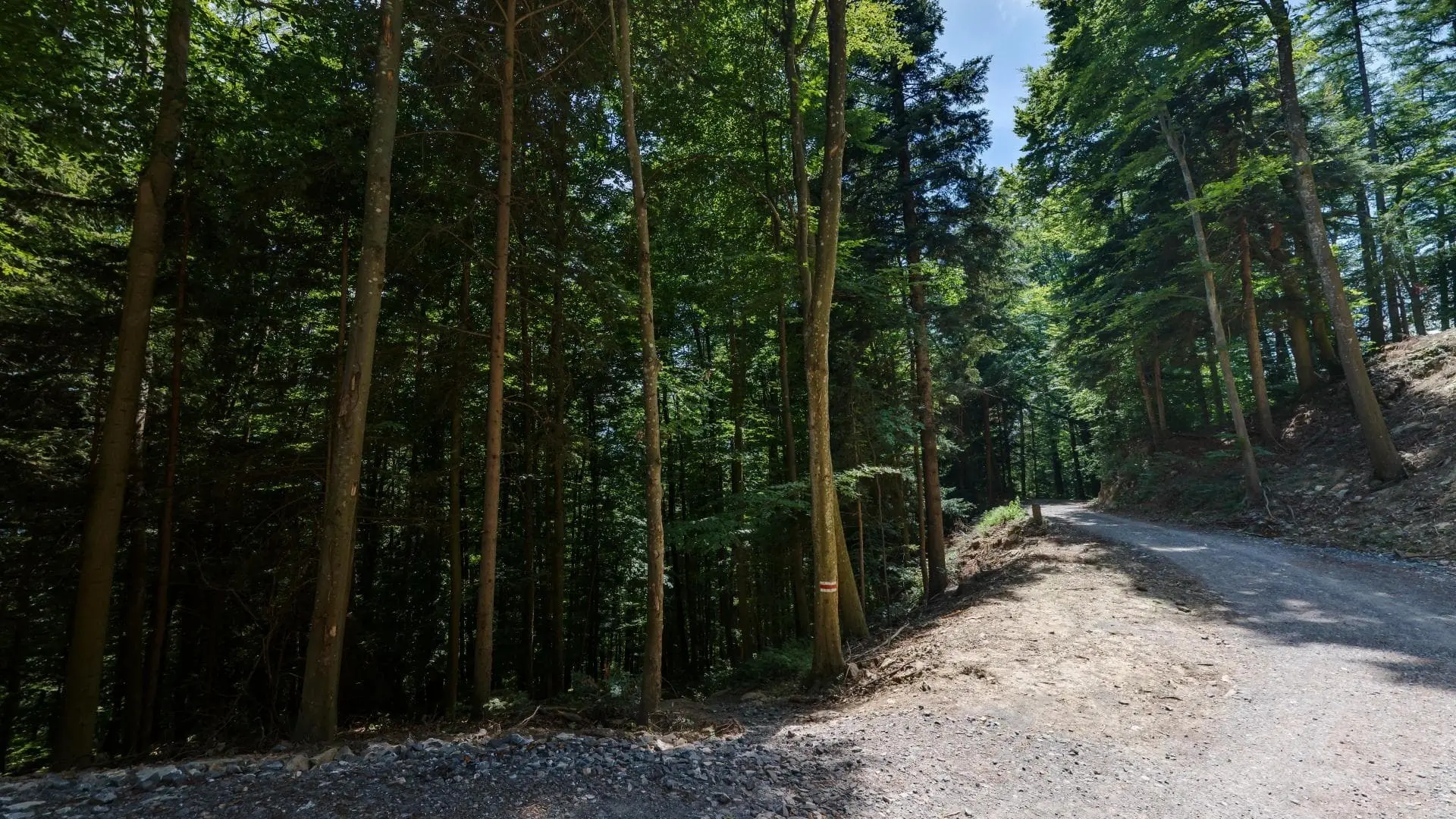 Sonniger Waldweg im Grünen
