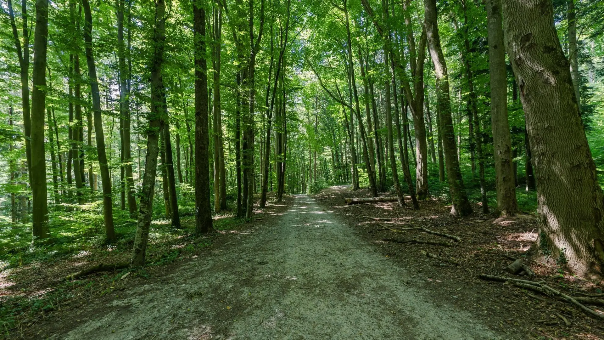 Grüner Waldweg mit hohen Bäumen