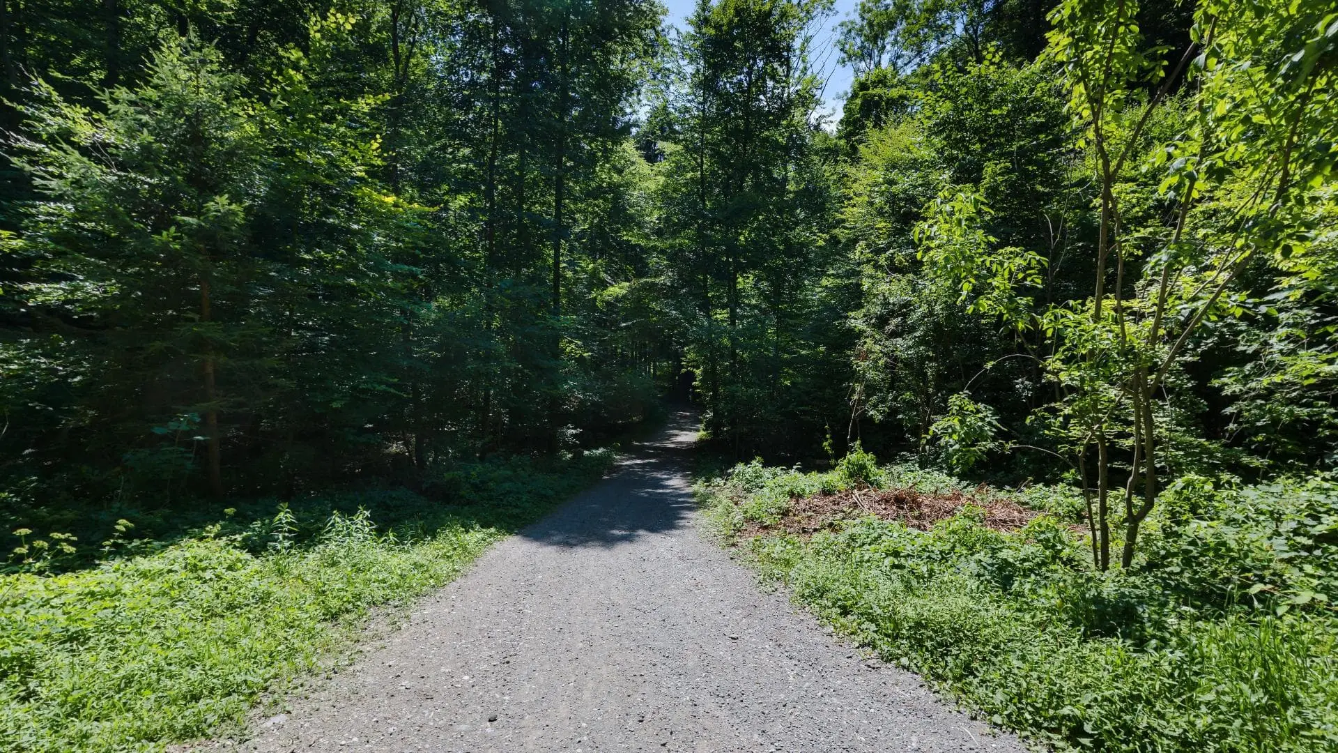 Waldweg im Sonnenschein